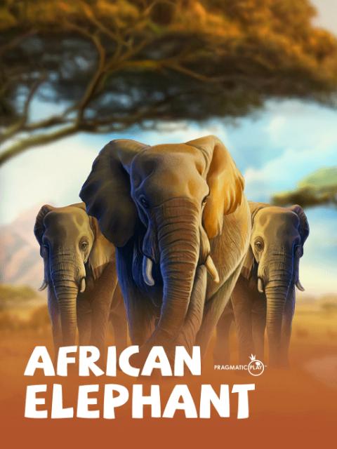 African Elephant
